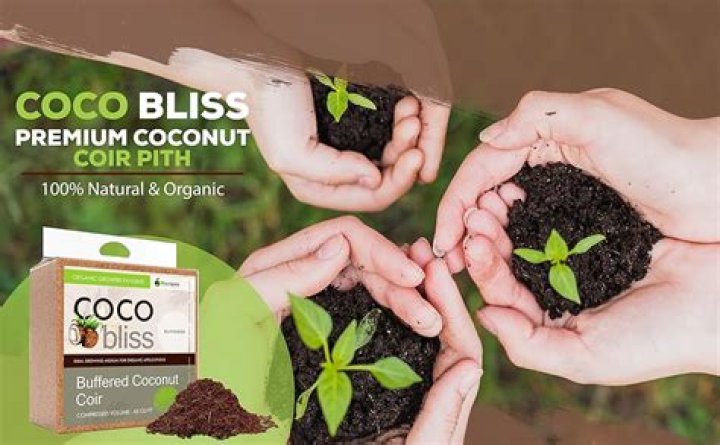 Coco Bliss Leaked: The Intriguing Story Behind the Controversy