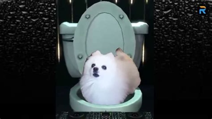 Everything You Need to Know About ImSkirby Dog: The Unique Canine Companion