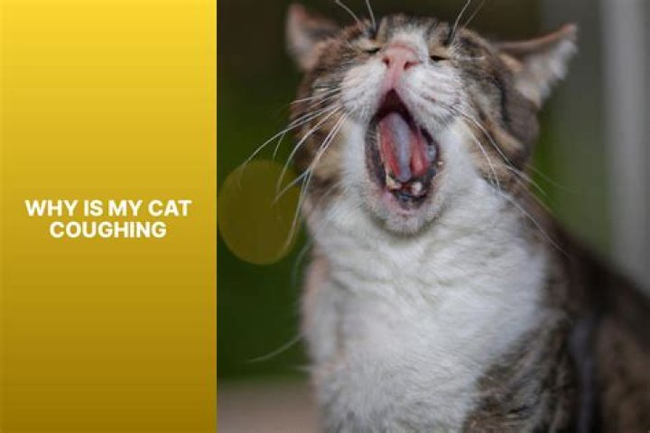 Unveiling The Causes Of Cat Coughing And Wheezing: Beyond Hairballs