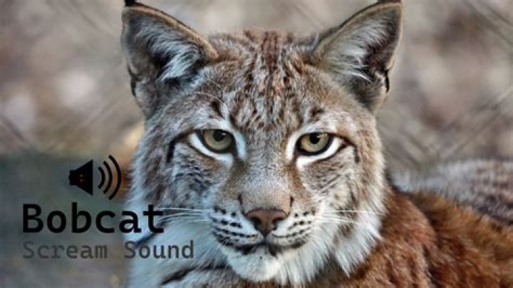 Unveiling The Secrets Of The Eerie "Bobcat Scream Like A Woman"